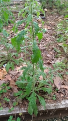 Erigeron sumatrensis