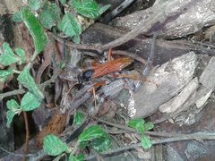 Sphictostethus infandus