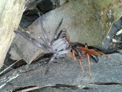 Sphictostethus infandus