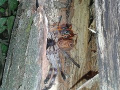 Sphictostethus infandus