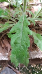 Erigeron sumatrensis