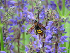 Megascolia maculata maculata