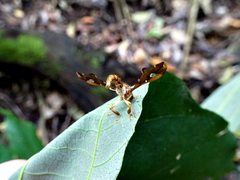 Nycterimorpha speiseri