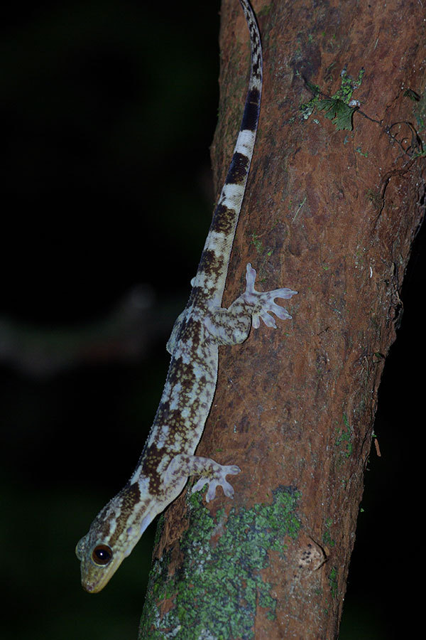 Antongil Velvet Gecko