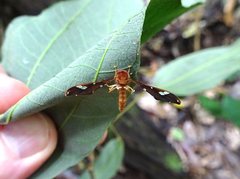 Nycterimorpha speiseri