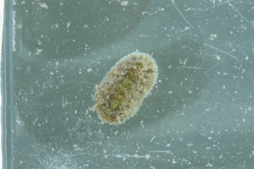 taxonomy_inaturalist image for Acanthochitona pygmaea