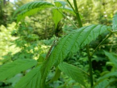 Nephrotoma virescens