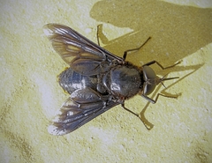 Pangonius funebris