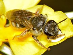Lasioglossum helichrysi