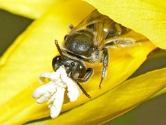 Lasioglossum helichrysi