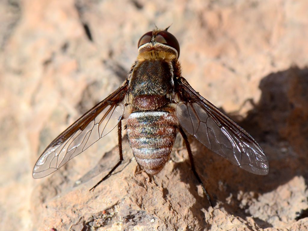 Ligyra septentrionis