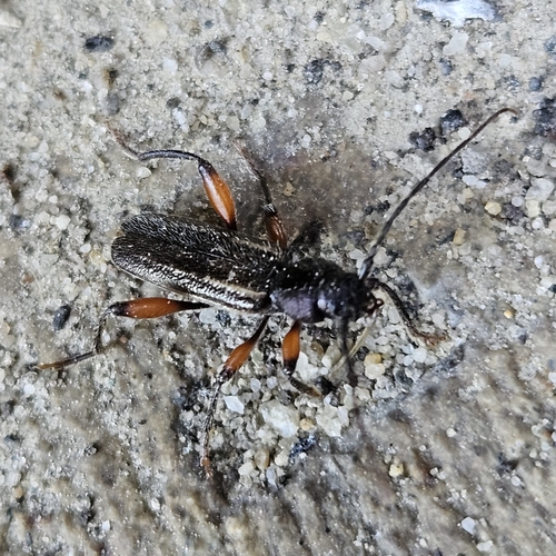 Meriellum proteus