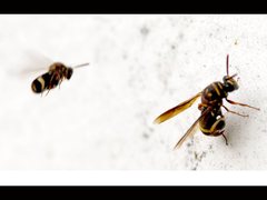Leucospis
