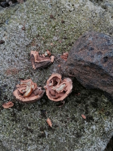 Juglans olanchana