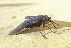 Pangonius funebris