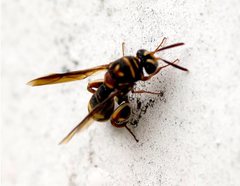 Leucospis