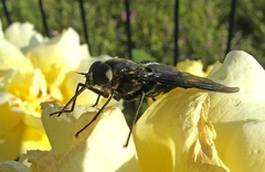 Pangonius funebris