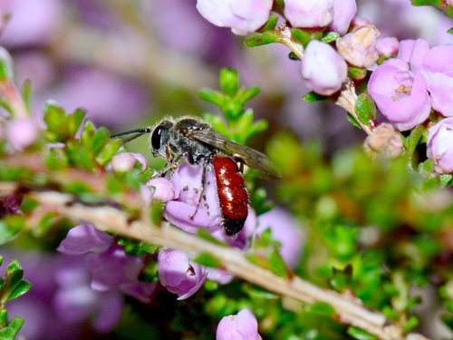 Lasioglossum melbournense