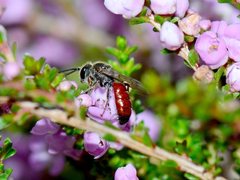 Lasioglossum melbournense