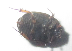 Sphaeridiinae