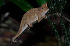 Brookesia superciliaris
