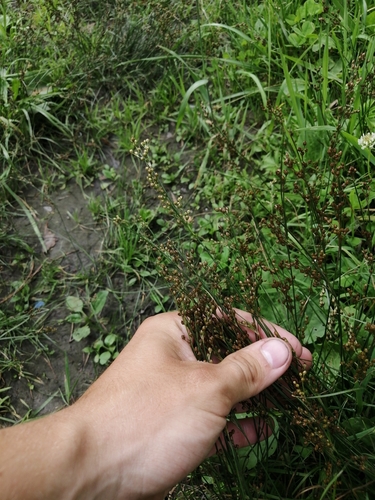 Roundfruit rush (Juncus compressus)