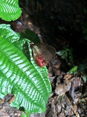 Cithaerias