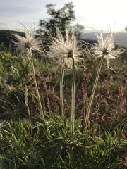 Pulsatilla vulgaris