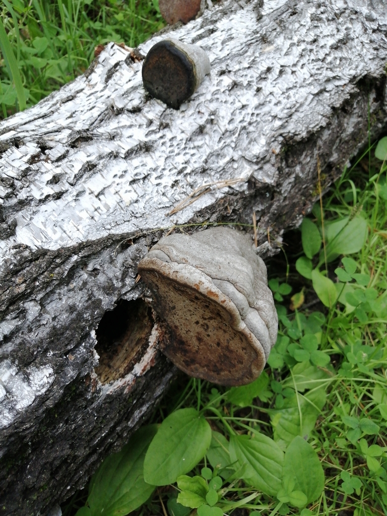 Fomes fomentarius · July 2024 · photo: © ro_ko (iNaturalist, cc-by)