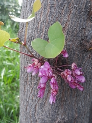 Cercis siliquastrum