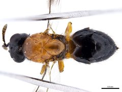 Terobiella nigriceps