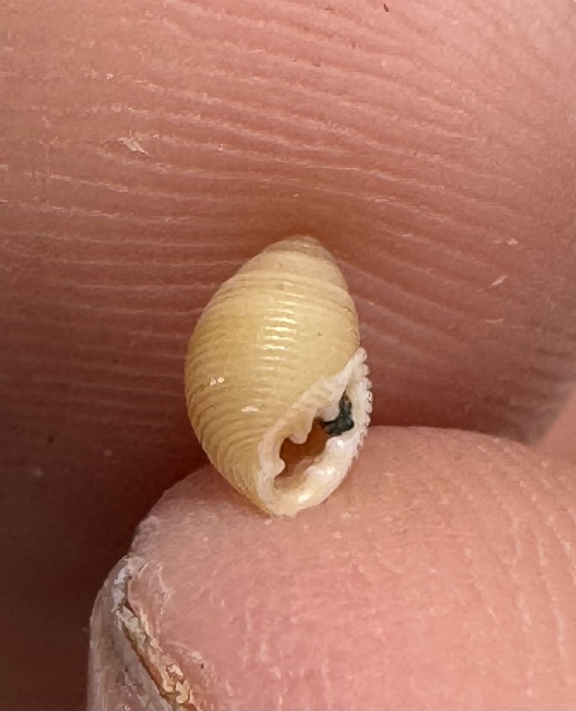 Laemodonta octanfracta