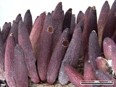 Terobiella nigriceps