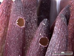 Terobiella nigriceps