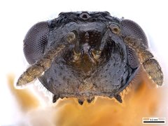 Terobiella nigriceps