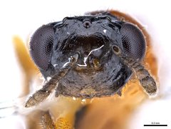 Terobiella nigriceps