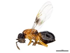 Terobiella nigriceps