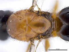 Terobiella nigriceps