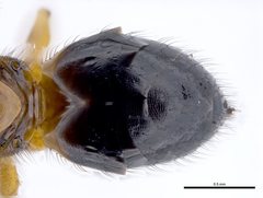Terobiella nigriceps