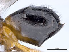 Terobiella nigriceps
