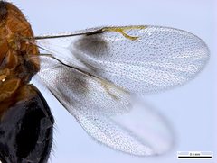 Terobiella nigriceps