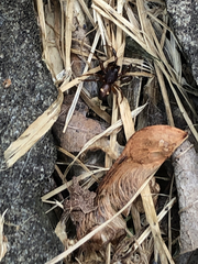 Asagena americana