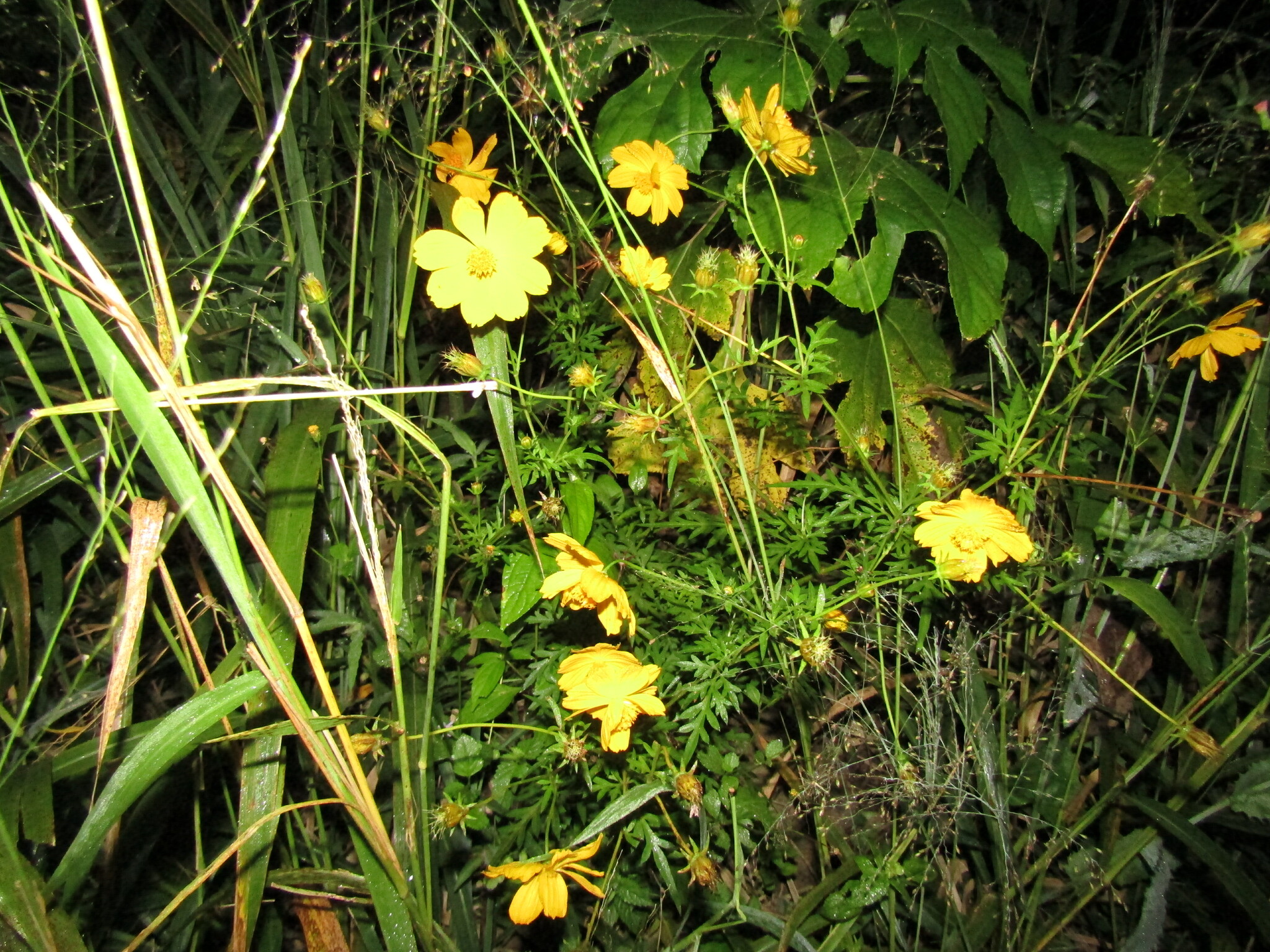 Cosmos sulphureus
