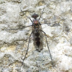 Liancalus hydrophilus