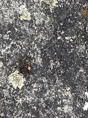 Asagena americana