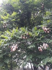 Koelreuteria paniculata