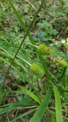 Carex squarrosa