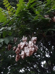 Koelreuteria paniculata