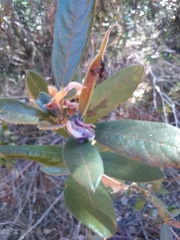 Periandra mediterranea