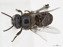 Austroplebeia cassiae